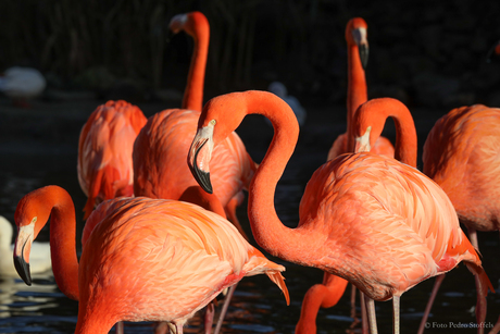 Flamingo's in Pantropica