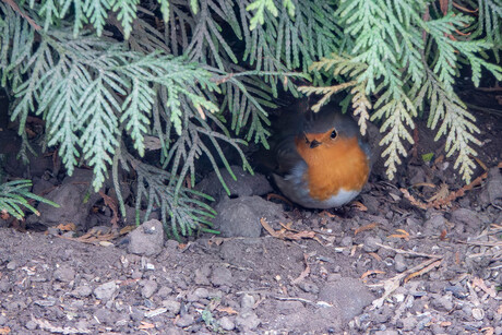 Rustig alles overzien ---