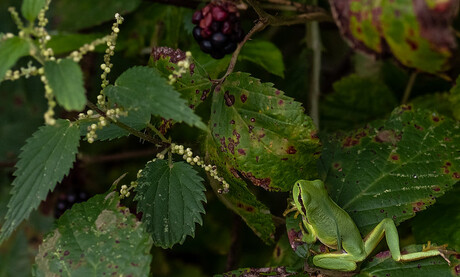 Natuurlijk Groen