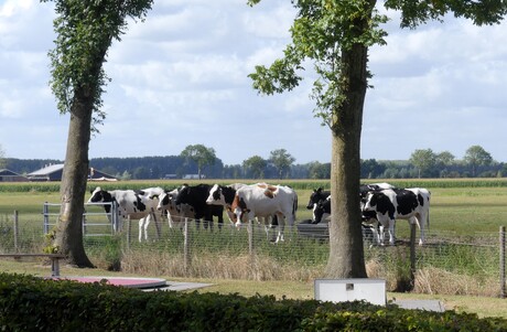 P1290765   Koeien wachtend  bij Boerderij  op 2 sept 2025  