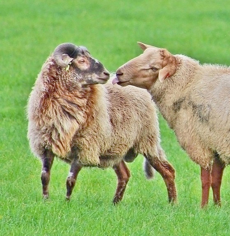 Ooi verleidt ram😊