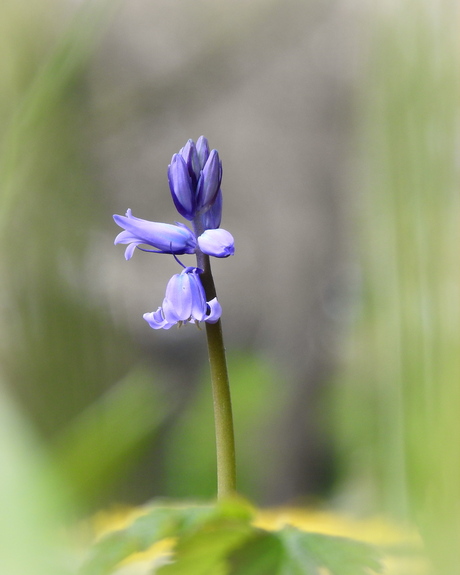 Charmante voorjaarsverschijning