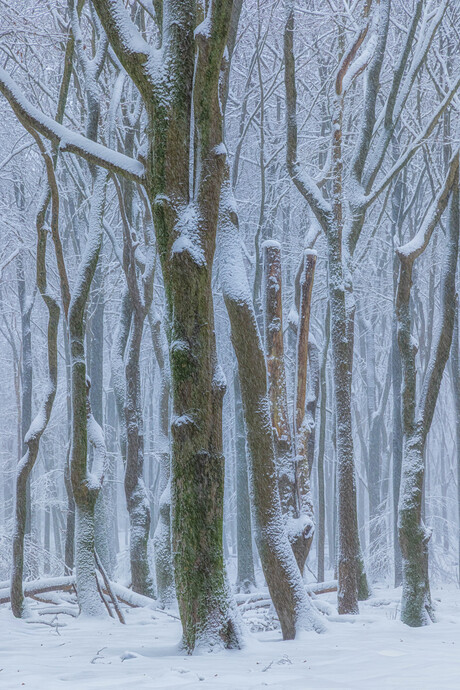 Bomen in de sneeuw 