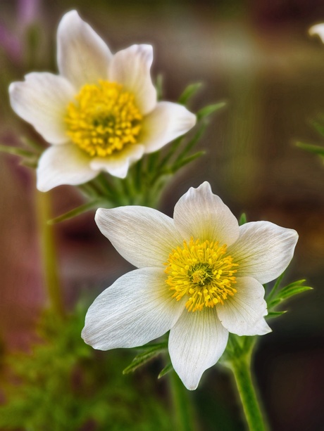 Pulsatilla 