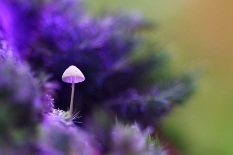 Fantasy mushroom 