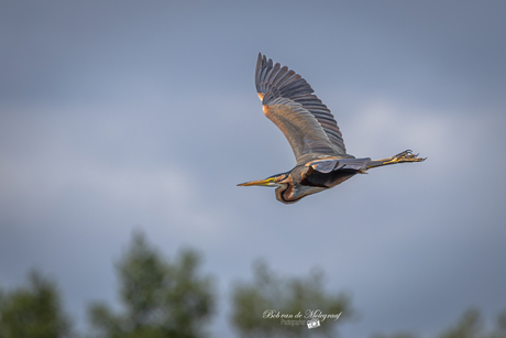 Purperreiger in vlucht
