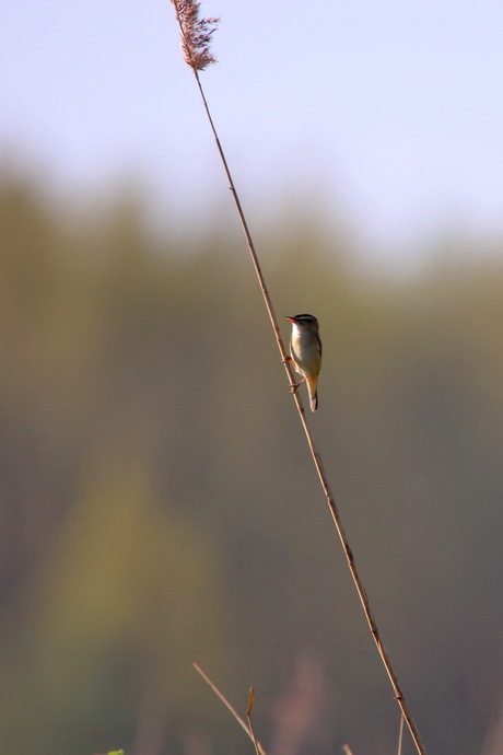 Rietzanger in het riet