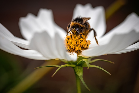 Bijtje op het cosmos