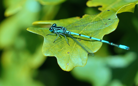 BLAUWE LIBELLE - WATERJUFFER