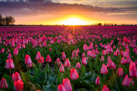 De zon zakt in de tulpen