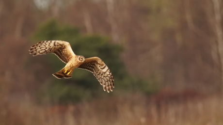 Blauwe kiekendief(vrouwtje) op jacht.
