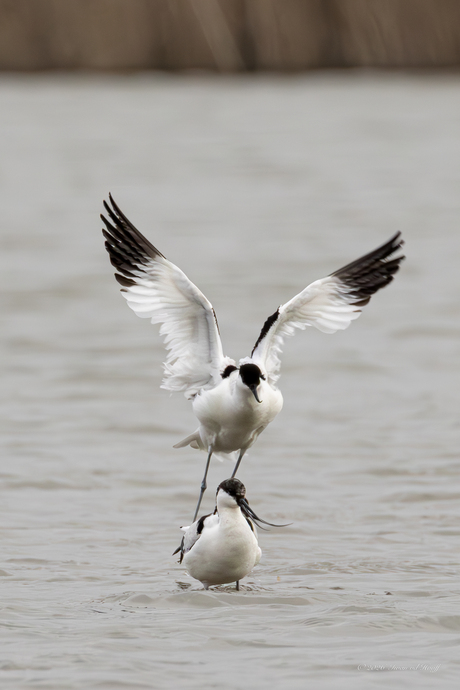 Voorjaar komt eraan.