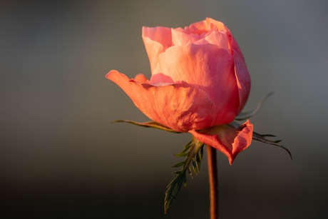 bloeiende roos in het bos