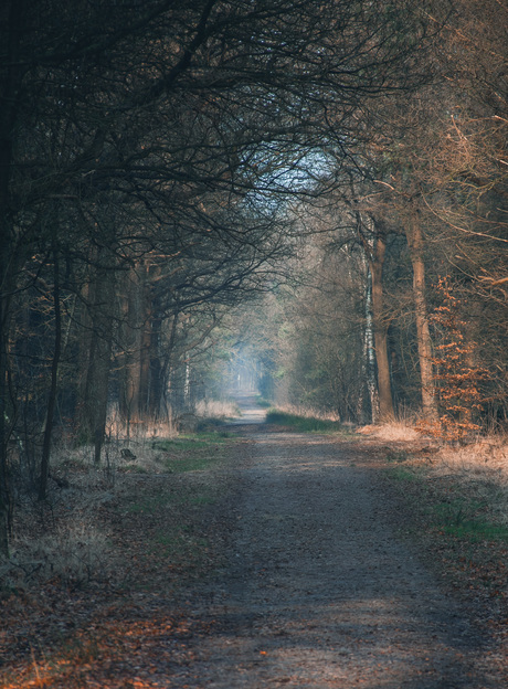 De mistige dagen van december 2025 III