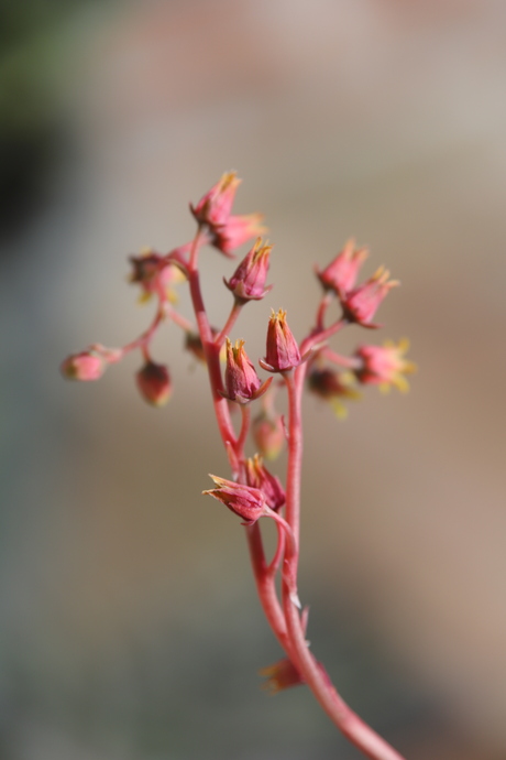 Echeveria agavoides