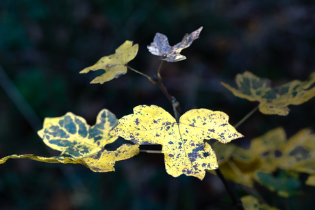 Bladeren in het licht