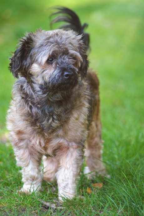 Hond in groene omgeving 