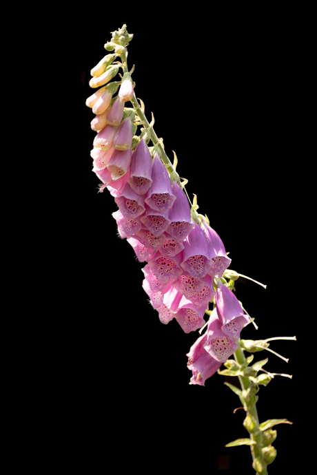 Vingerhoedskruid (Digitalis purpurea)