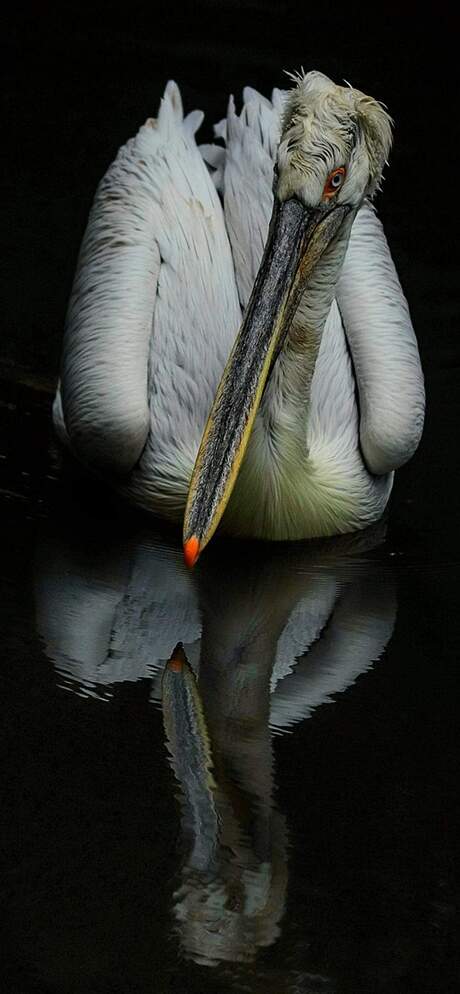 Spiegelbeeld 