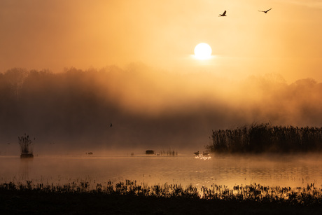 Mistige ochtend aan Het Vinne, Zoutleeuw, België