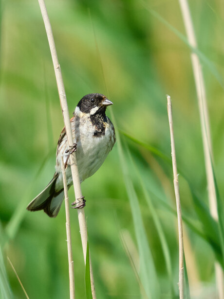 Reed Bunting