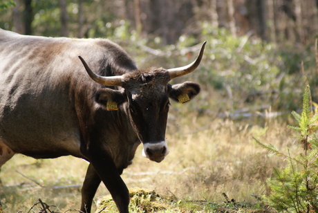 een stier in de maashorst 