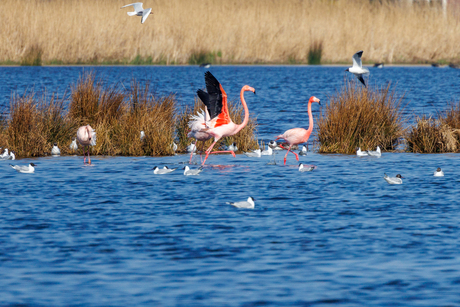 Flamingo