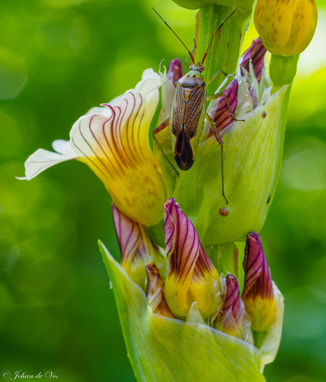 Macro bloem met toevallige voorbijganger