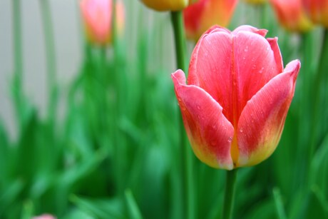 Tulp