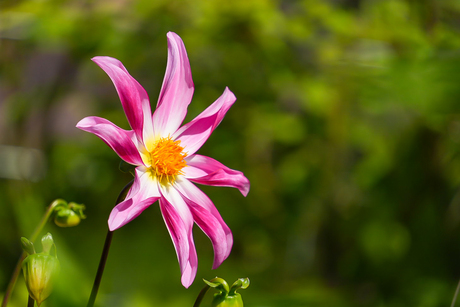 Donker roze boomdahlia