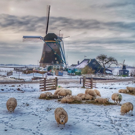 Molen met schapen on winterse omgeving