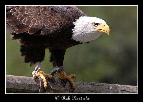 Bald Eagle - On the watch