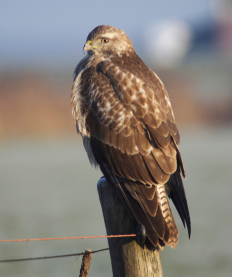 Mijn 1e Buizerd