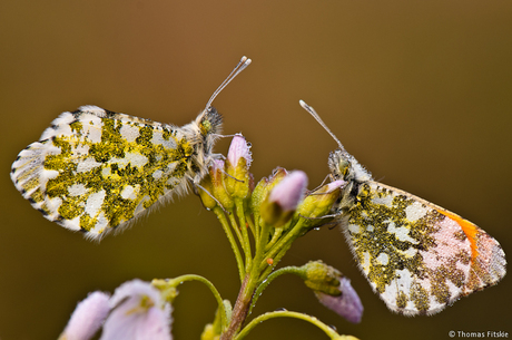 Natuurschoon 5