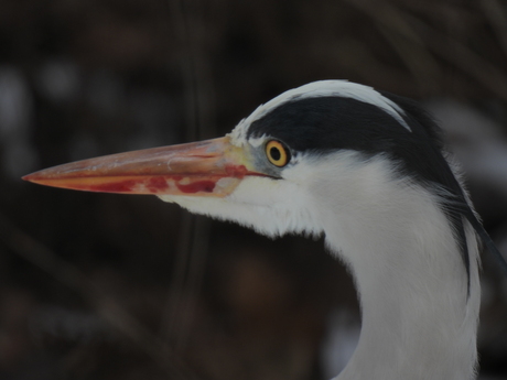 Blauwe reiger