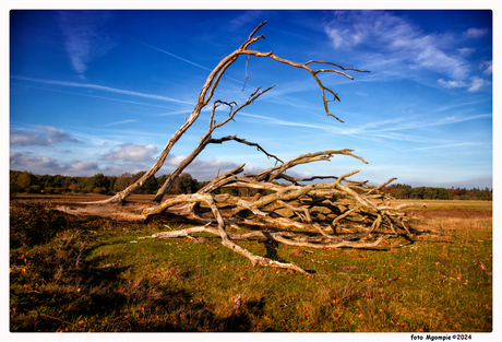 Dood hout