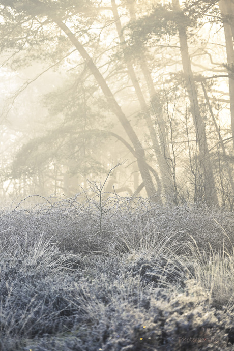 Maart roert zijn staart