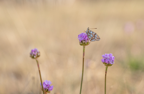 Kleine parelmoervlinder