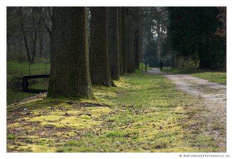 Ochtend strijklicht