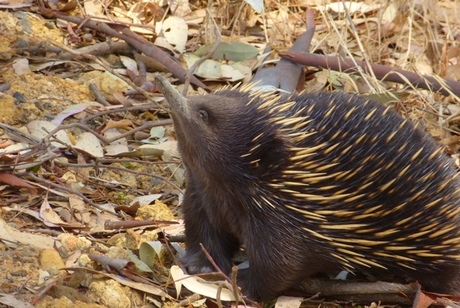 Echidna