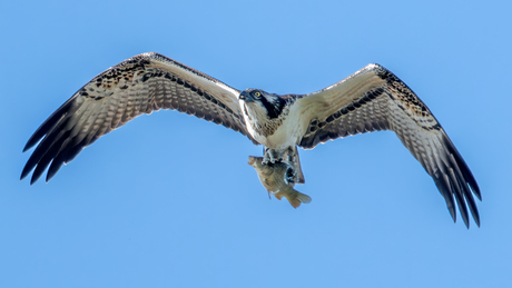 Visarend met een gevangen karper