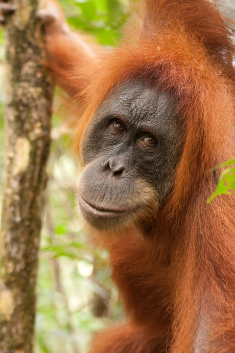 Orang Oetan@Bukhit Lawang, Sumatra, Indonesie