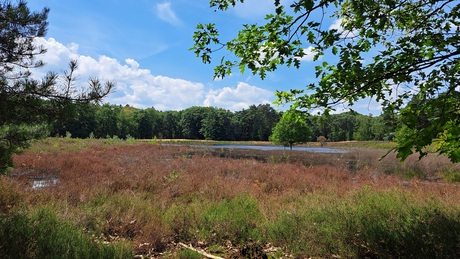 Op de molenheide 