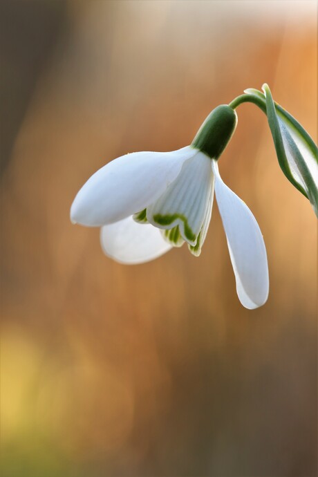 lente klokje