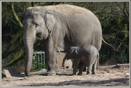 Tonya Baby-olifant