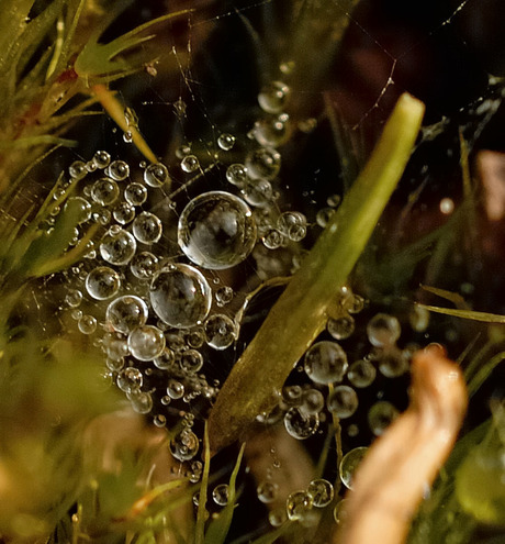 Water in mos-2.jpg