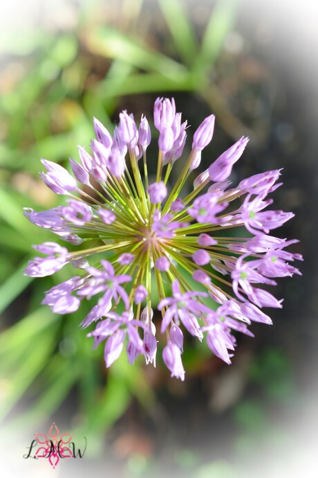 Allium Stellatum (ook wel bekend als de Herfstui)