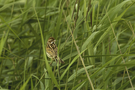 verscholen in het riet