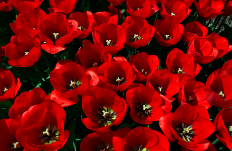 Lente in de Noordoostpolder