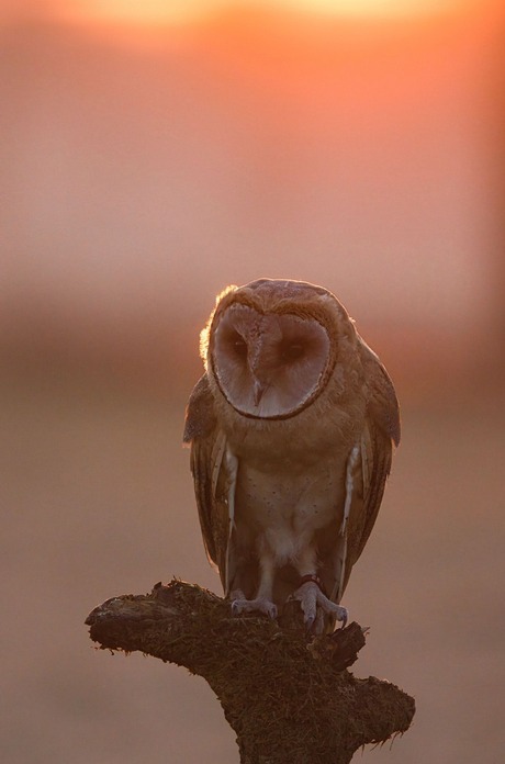 kerkuil in de ochtendzon